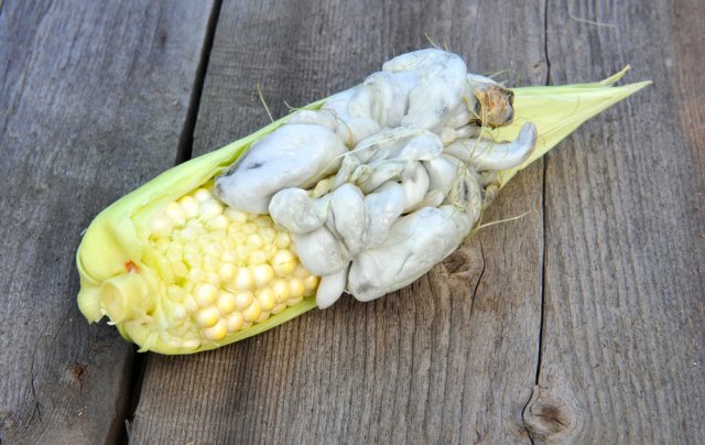 maíz con cabeza de burbuja