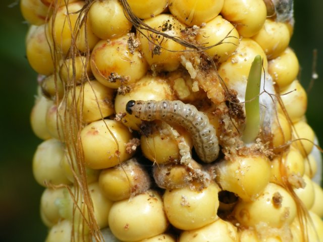 polilla del maíz