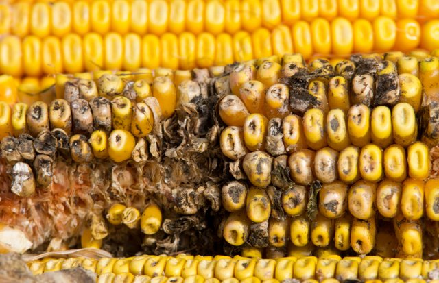 Marchitez por Fusarium de las mazorcas de maíz
