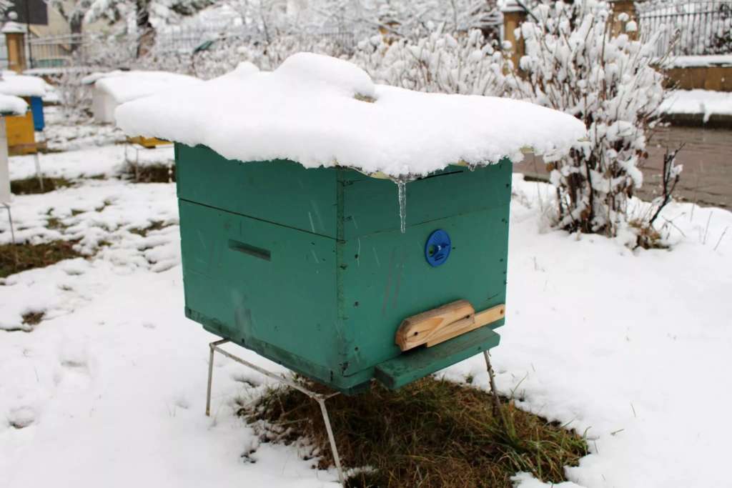 Invernada de abejas en la calle