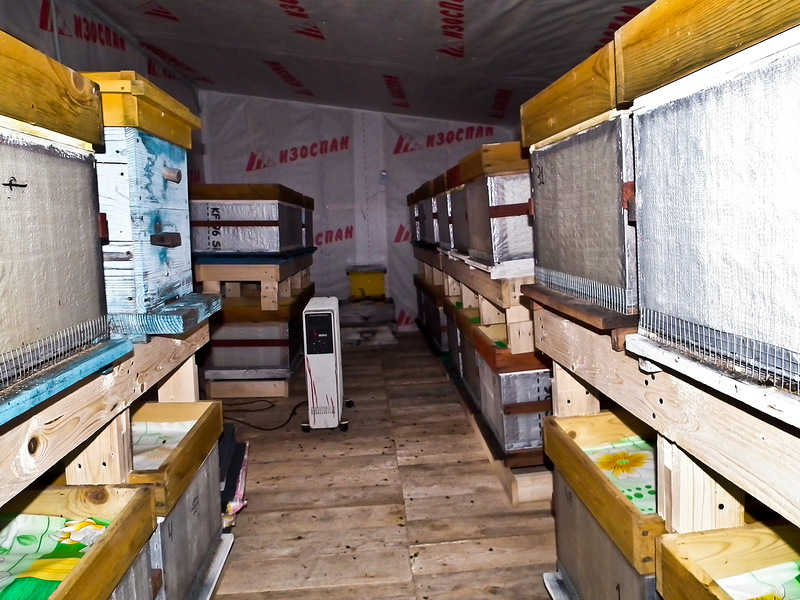 Abejas invernando en el sótano