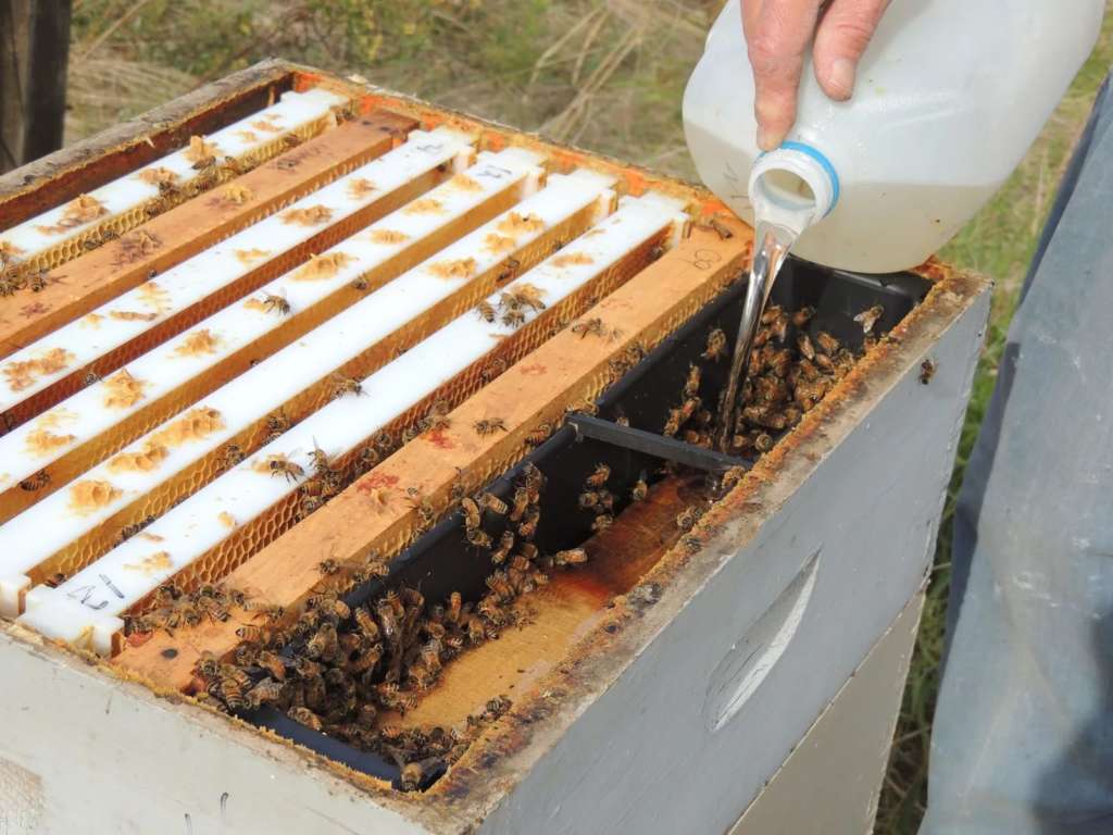 Alimentando a las abejas antes del invierno
