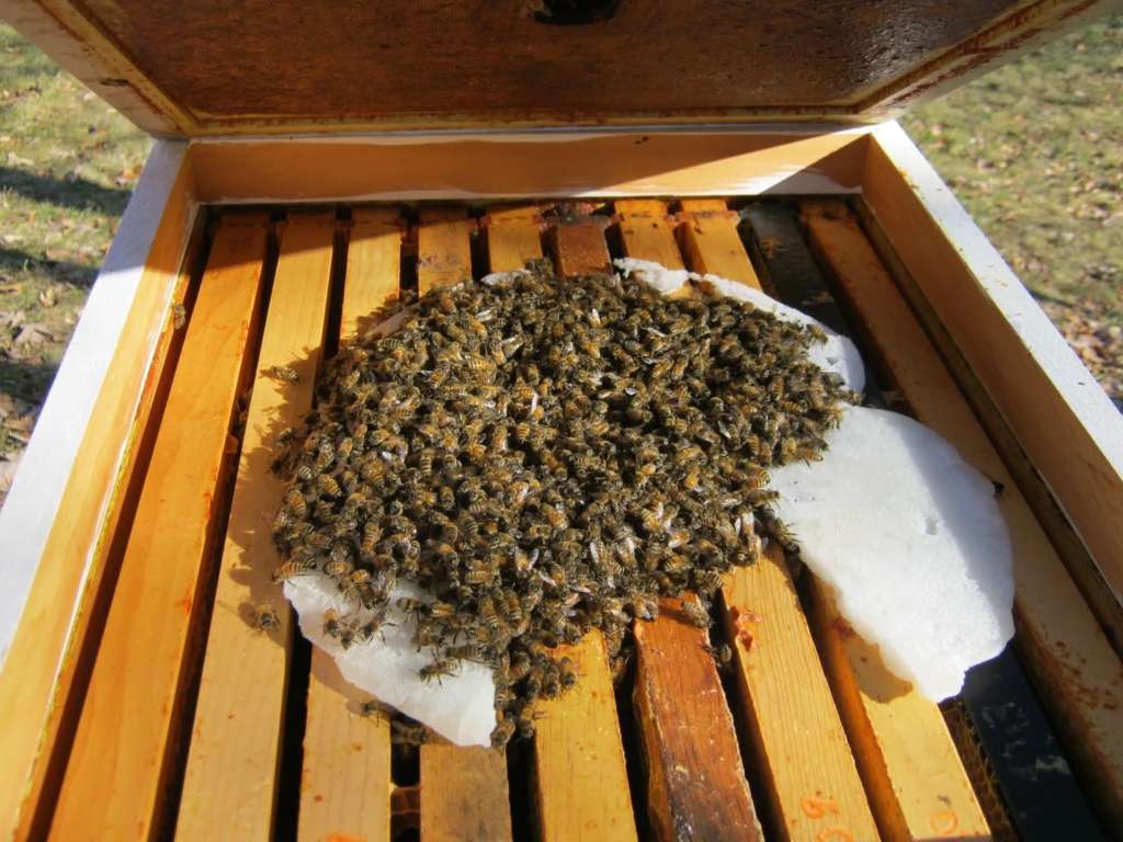 Abejas en invierno