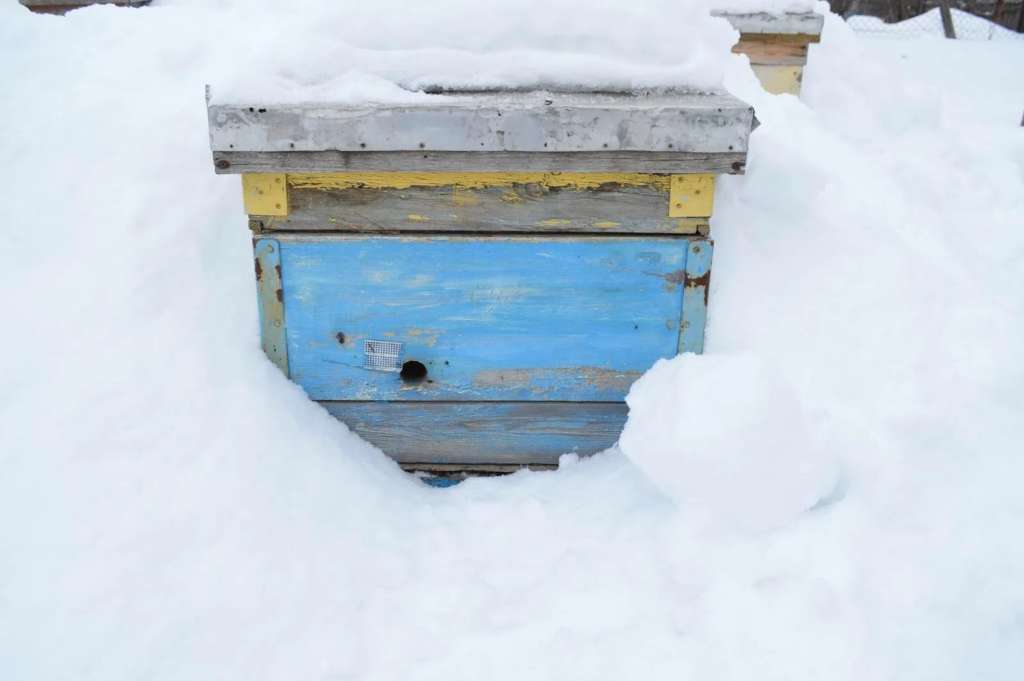 Abejas en invierno
