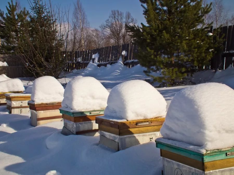 Hibernación de las abejas