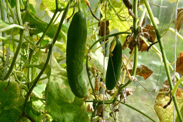 Remedios populares para los pepinos