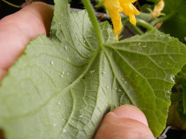Tratamiento de pepinos con insecticidas