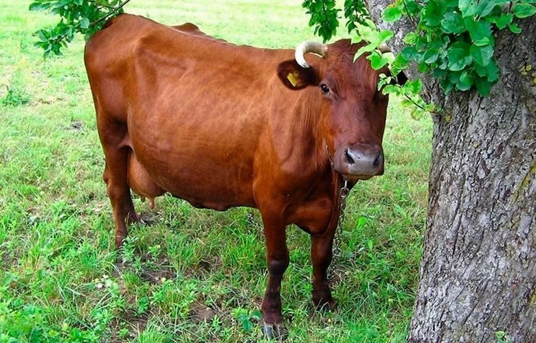Vaca roja Gobatov