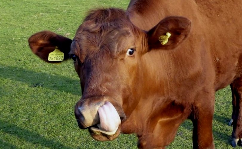Raza de vaca Krasnogorbatovskaya