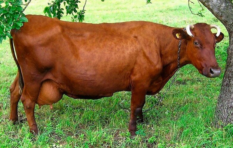 Vaca Gorbatov roja