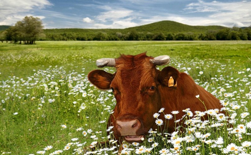 Vacas de raza Gorbatov Roja: descripción, mantenimiento, ventajas y desventajas