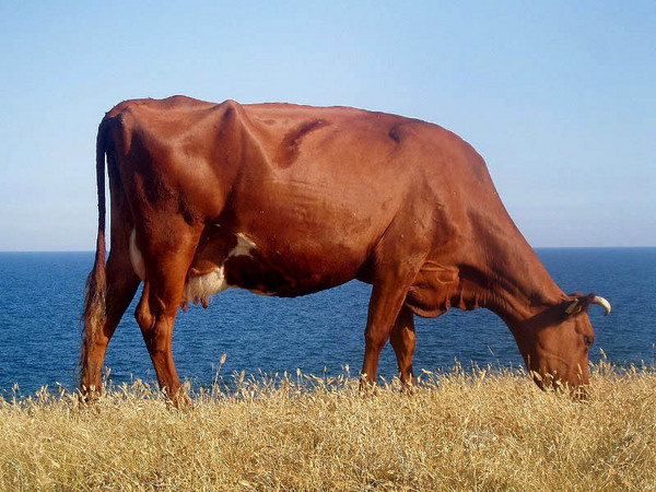 Vaca Krasnogorbatovskaya