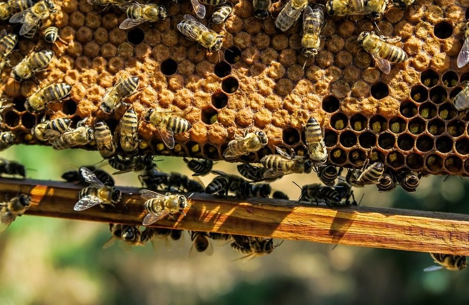 Las abejas