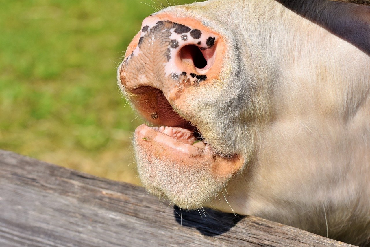 dientes de vaca