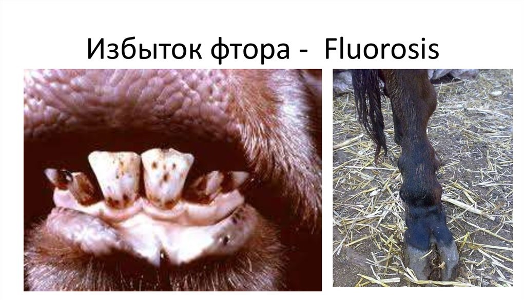 Floroz