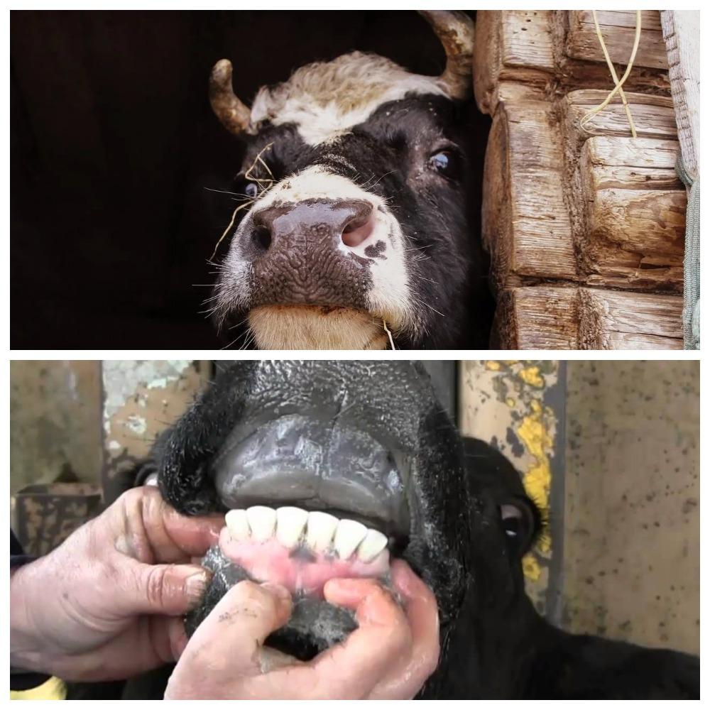 Rechinar los dientes de la vaca