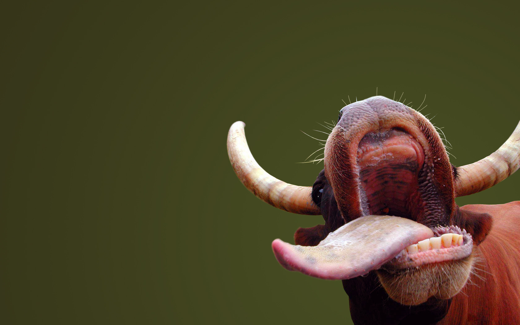dientes de vaca