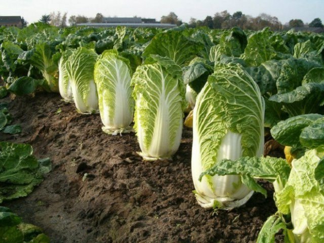 cultivo de col china