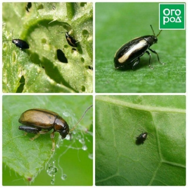 plagas de insectos en la col china