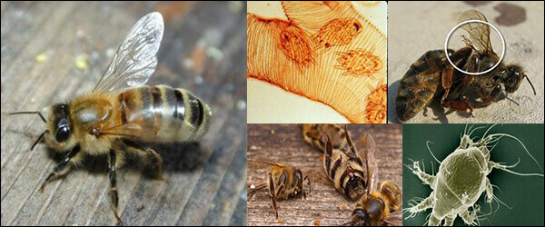 Acarapidosis en abejas