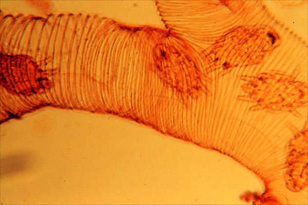 Acarapidosis