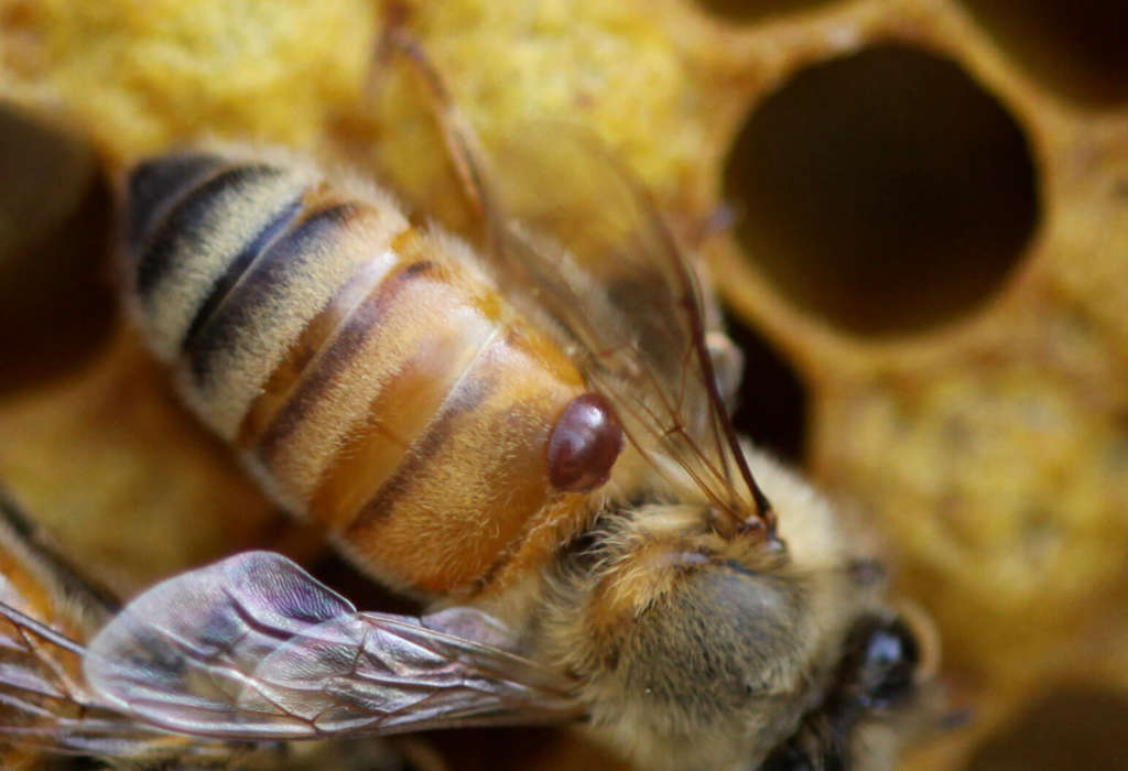 Acarapidosis de las abejas