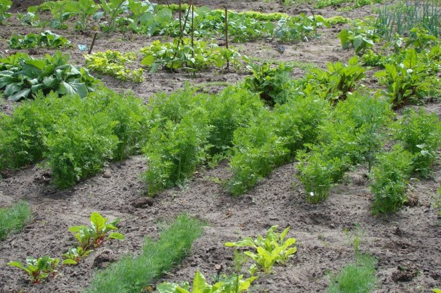 zanahorias y remolachas en el jardín
