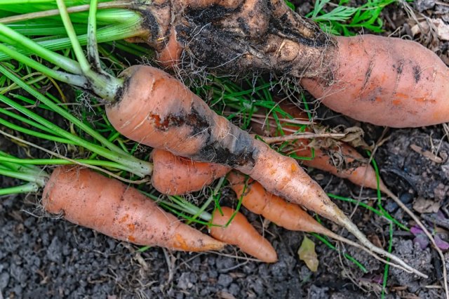 Daños a las zanahorias causados ​​por la larva de la mosca de la zanahoria. Protege las plagas del jardín.