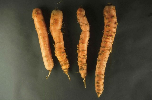 marcas de nematodos en zanahorias