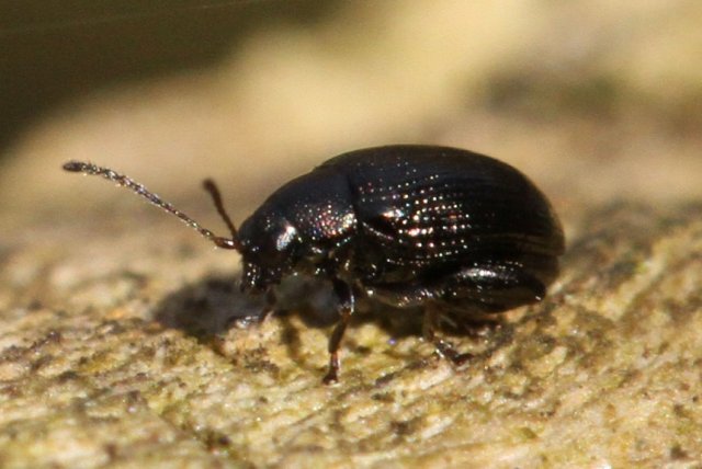 escarabajo pulga de la remolacha