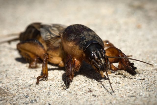 Fotografía de primer plano del insecto grillo topo o gryllotalpa.