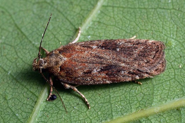 polilla paraguas