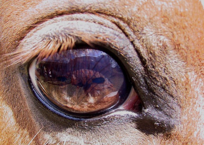 ojo de vaca