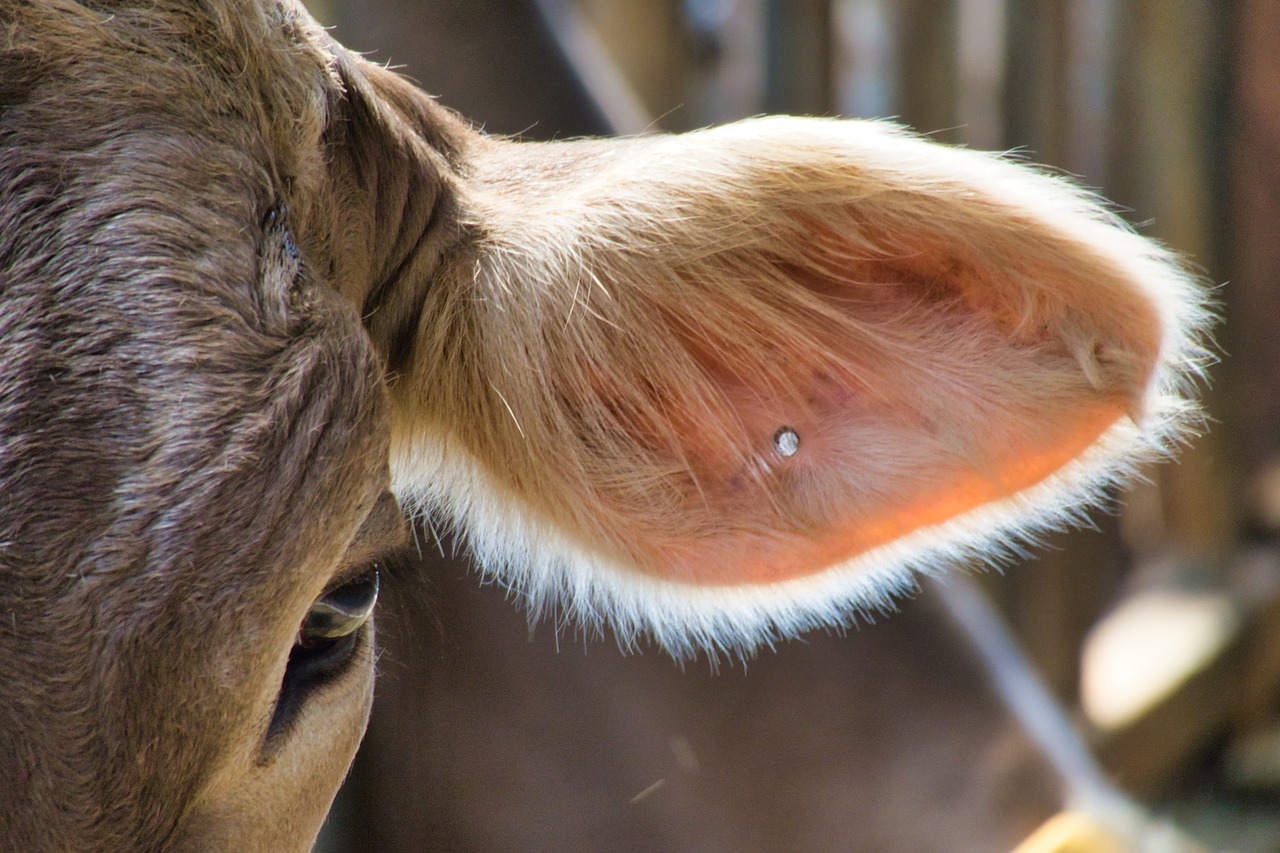 oreja de vaca