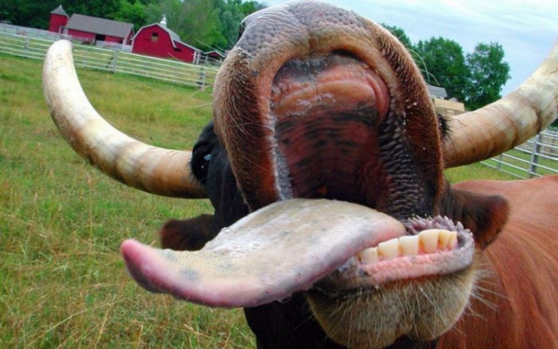 Dientes y lengua de vaca