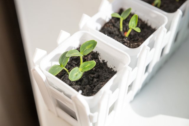 Plántulas de pepino cultivadas