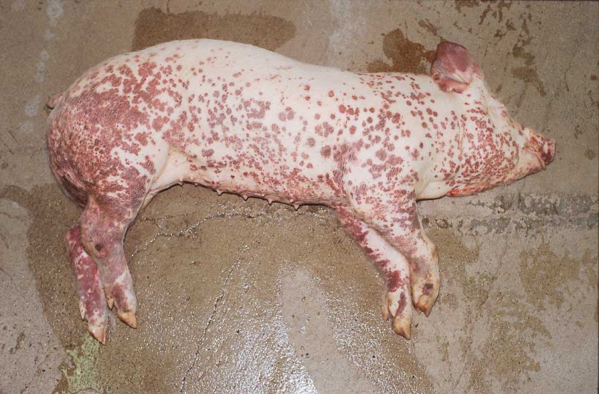 cara de cerdo