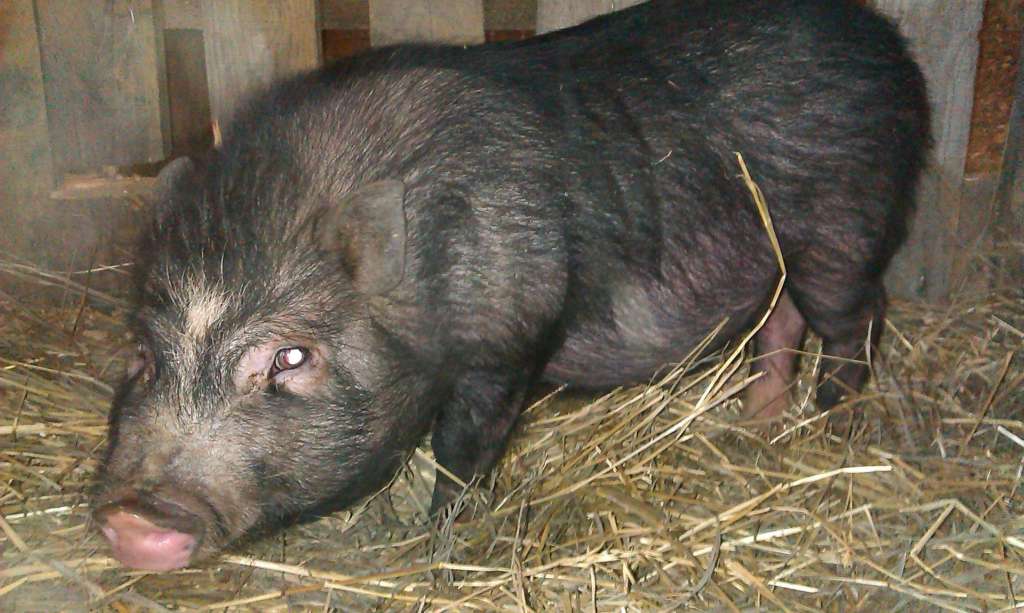 Cerdo