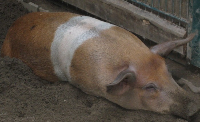 Dispepsia