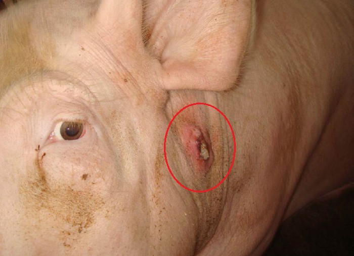 Forunculosis en un cerdo