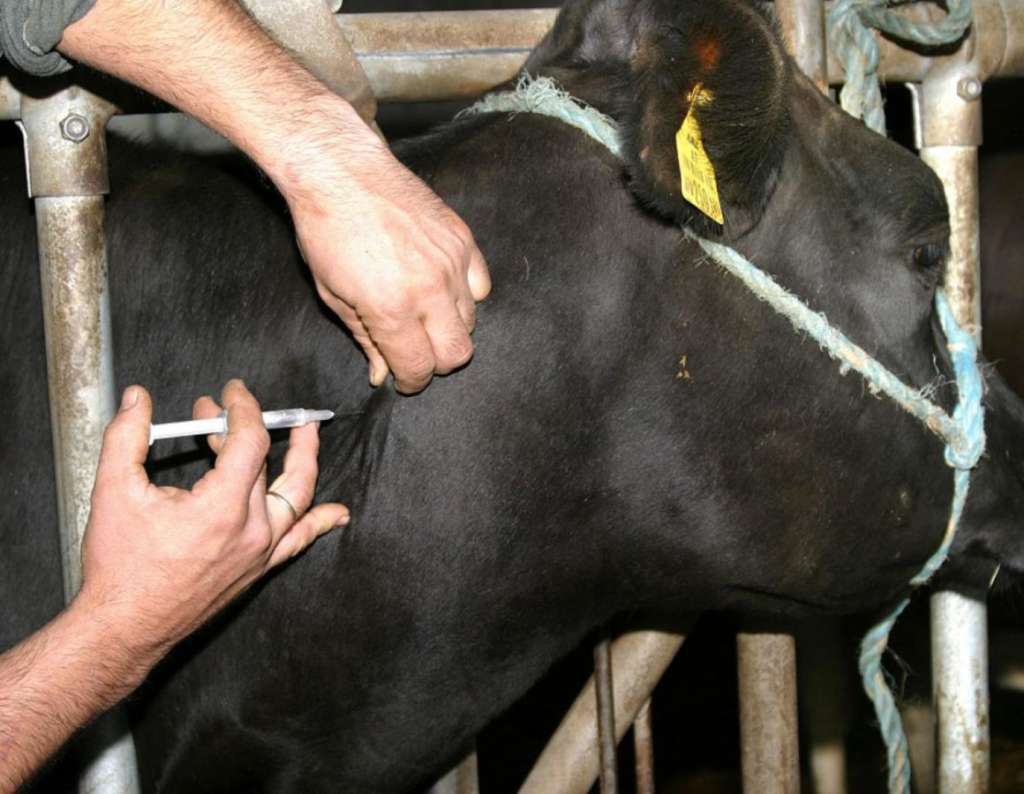 Tratamiento del absceso en una vaca