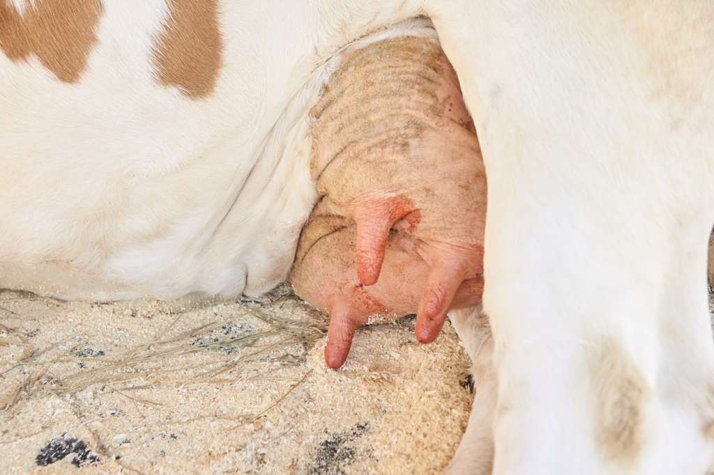 ubre de vaca