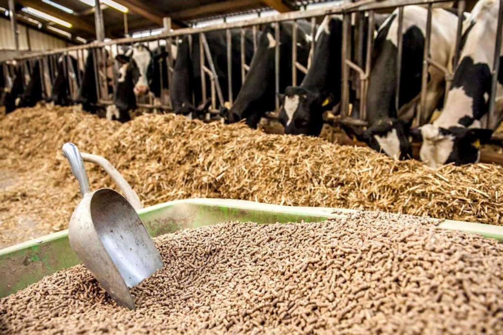 Pienso compuesto para vacas
