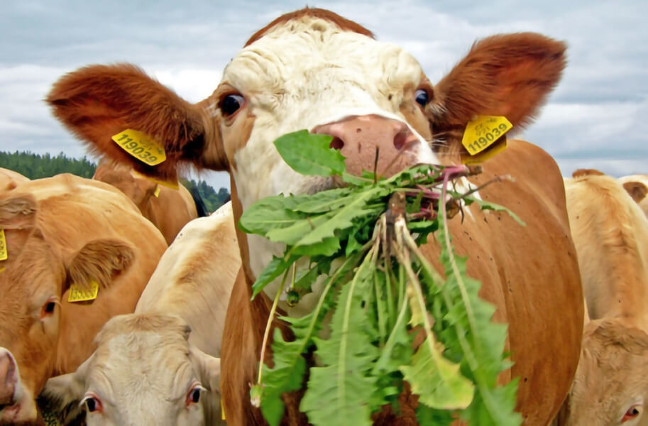 Las vacas comen hierba