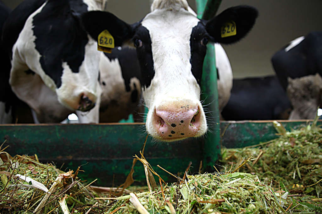 ¿Con qué le dan de comer a las vacas?