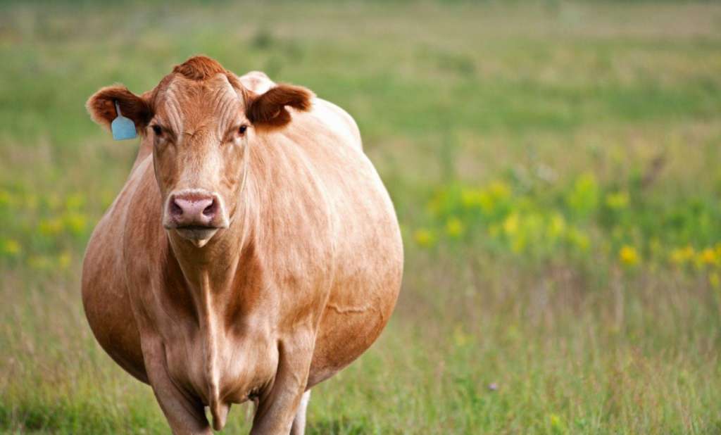Vaca preñada