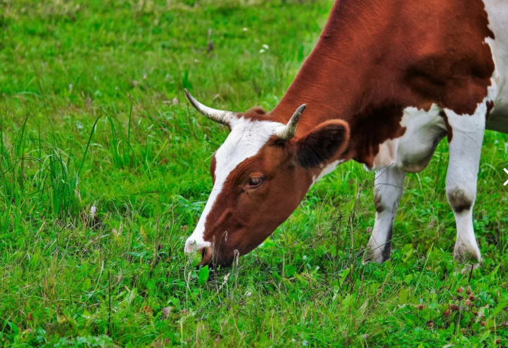 Alimentando a las vacas