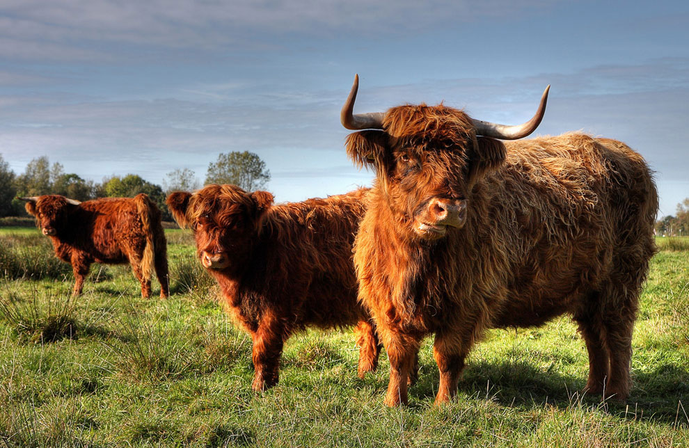 vacas de las tierras altas