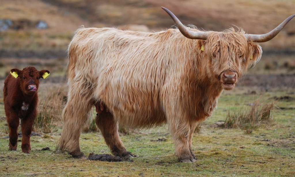 Vaca y ternero escoceses