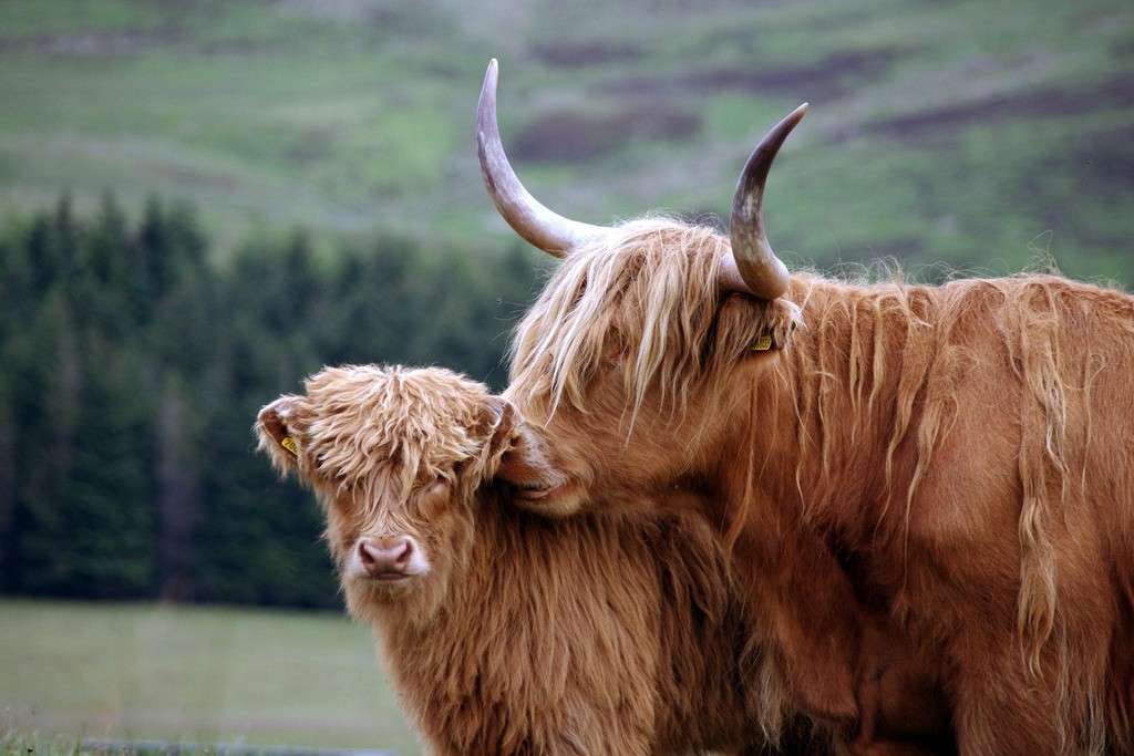vacas escocesas